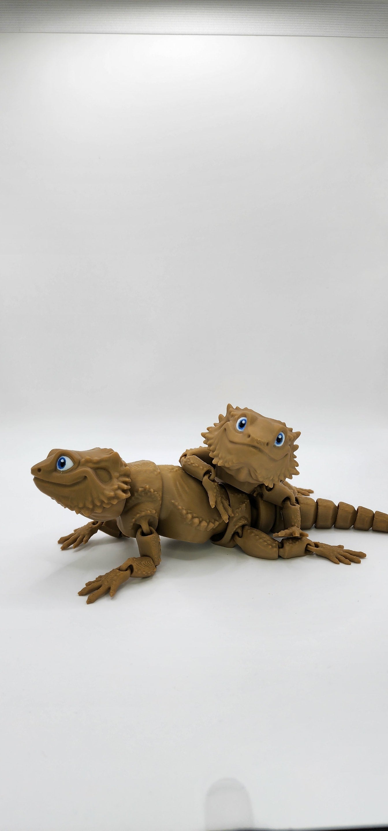 'Bazza' The Bearded Dragon